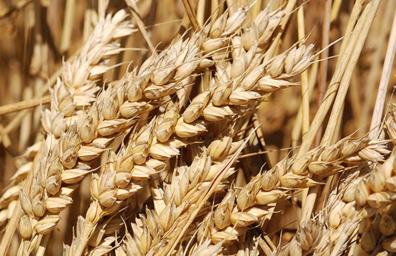 L’ONICL met en place un mécanisme de soutien à la constitution d'un stock de blé tendre